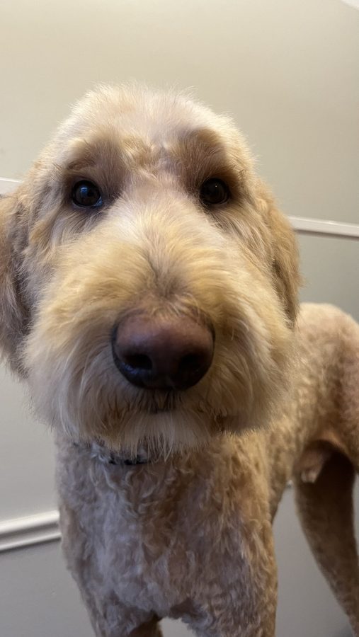 Freshly groomed Doodle from Desilynn&rsquo;s Dogs