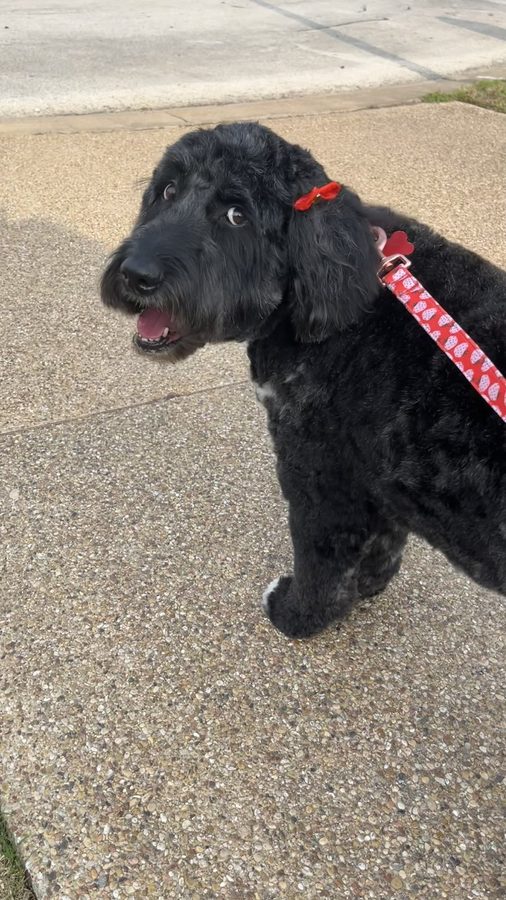 Piper after a groom with Desilynn&rsquo;s Dogs