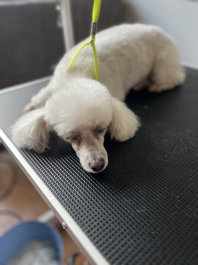 Freshly groomed Poodle from Desilynn&rsquo;s Dogs