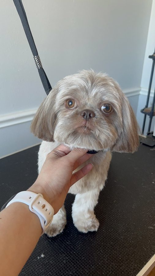 Freshly groomed Shih Tzu from Desilynn&rsquo;s Dogs