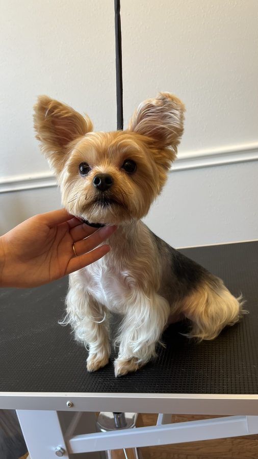 Freshly groomed Yorkie from Desilynn&rsquo;s Dogs